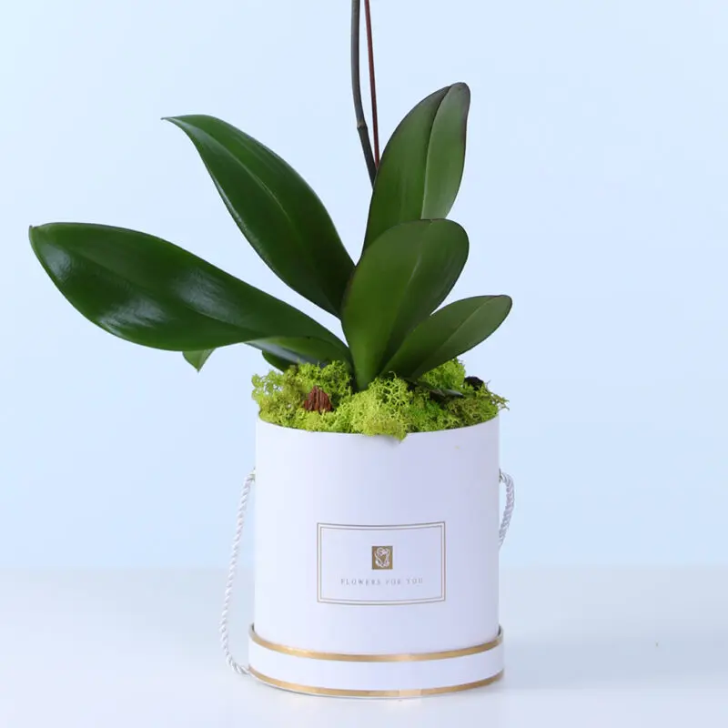 purple phalaenopsis orchid plant 04