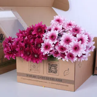Purple and pink Euro spray chrysanthemum bunch in a card board box