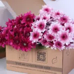 Chrysanthemum Purple Pink Bunch 2 purple-pink-euro-spray-chrysanthemum-bunch_02