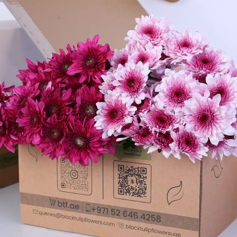 purple-pink-euro-spray-chrysanthemum-bunch_02 Chrysanthemum Purple Pink Bunch