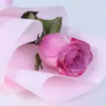 single-purple-rose-bouquet_2026_04