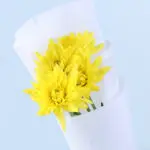 Single Yellow Chrysanthemum Bouquet 3 single-yellow-chrysanthemum-bouquet_03
