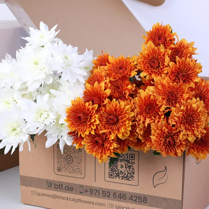 white-orange-euro-spray-chrysanthemum-bunch_02 Chrysanthemum White Orange Spray Bunch Flower