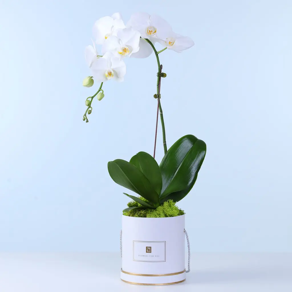 Indoor white Phalaenopsis orchid plant with delicate blossoms and green leaves in a stylish planter.