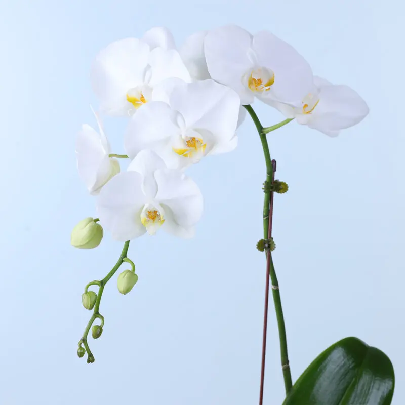 white-phalaenopsis-orchid-plant_02 white phalaenopsis orchid plant 02