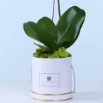 White Phalaenopsis Orchid Plant 4 white-phalaenopsis-orchid-plant_03