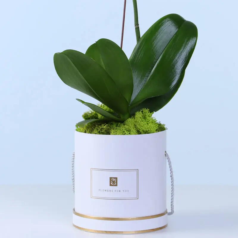 white-phalaenopsis-orchid-plant_03 white phalaenopsis orchid plant 03