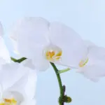 White Phalaenopsis Orchid Plant 3 white-phalaenopsis-orchid-plant_04