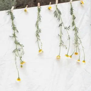 The flowers, with their bright yellow centers and delicate white petals, hang downwards, their slender green stems and feathery leaves adding a touch of natural elegance