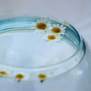 daisy-like flowers floating in a clear glass bowl filled with Gel.