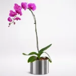 108-phalaenopsis-purple-single-stem.jpg