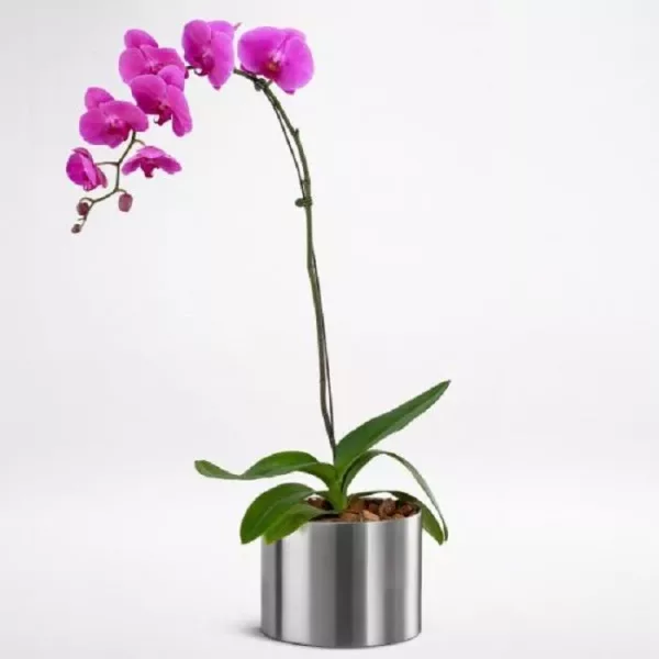 108 phalaenopsis purple single stem jpg