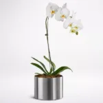 108-phalaenopsis-single-white.jpg