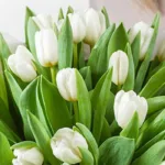 25_white_tulips_in_bouquet_2_.jpg