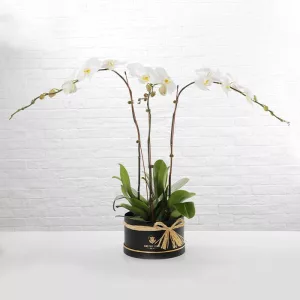 3 White Phalaenopsis Plant In Black Box