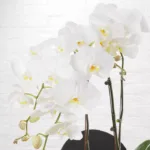 3_white_phalaenopsis_plant_in_black_box_3_.jpg