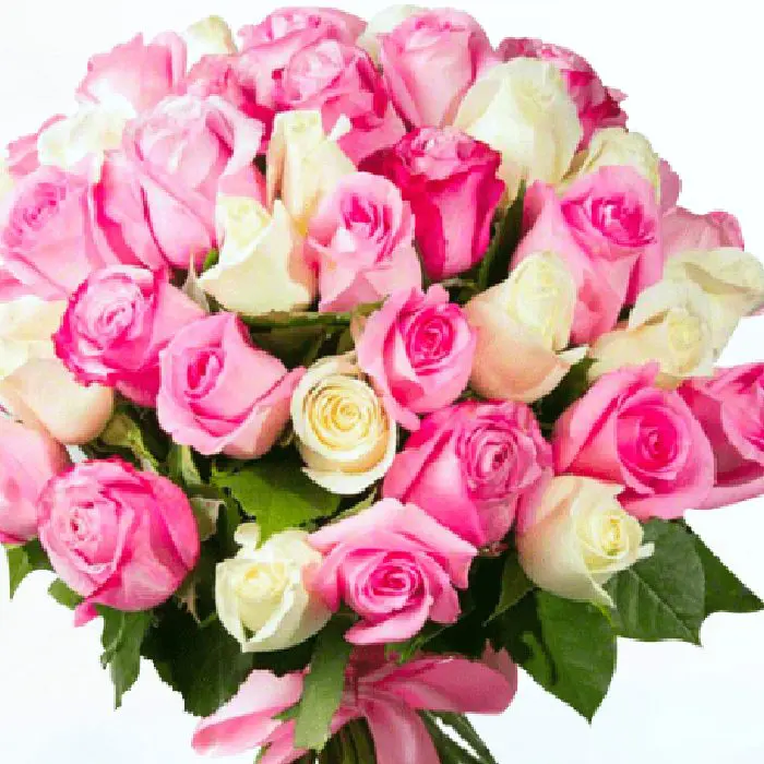 50 pink and white roses bouquet