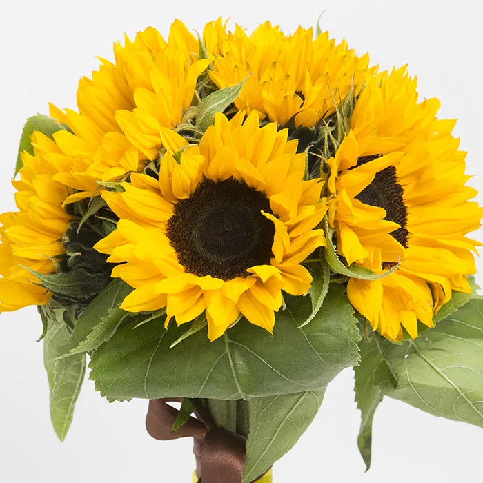 6 stems of sunflower bunch 2 jpg