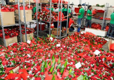 Valentine’s Day in UAE: Where will your rose be coming from? 43 WhatsApp Image 2020 02 13 at 18.53.08 2 1024x658 1