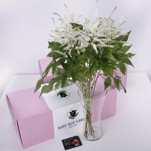 astilbe white3 1 jpg