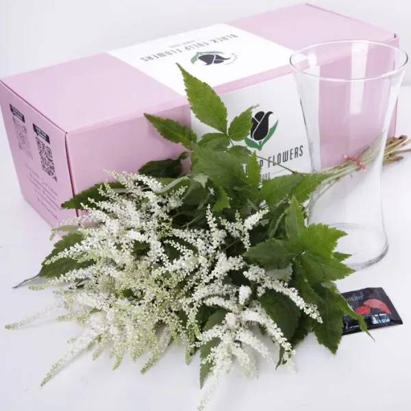 astilbe white 3 jpg