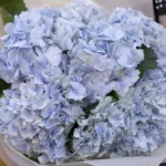 be_blue_hydrangea_bouquet_2_.jpg
