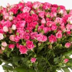 bouquet_of_dark_pink_spray_roses.png