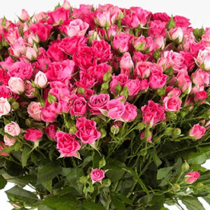 bouquet of dark pink spray roses