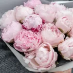 Bouquet of Pink Peonies 2 bouquet_of_pink_peonies_2_.jpg