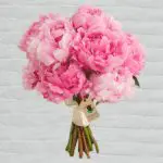 bunch-of-pink-peony.png