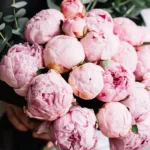 bunch_of_20_stems_pink_peonies_2_.jpg