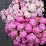 bunch_of_99_peonies_2_.jpg