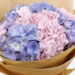 bunch_of_pink_purple_hydrangeas.png