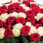 bunch_of_red_and_white_roses.png