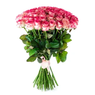 Elite Pink Roses