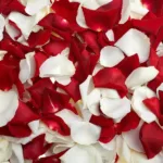 fragrance_rose_petals.jpg