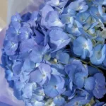 graceful_hydrangea_bouquet_2.jpg