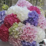 hello_hydrangeas_2_.jpg