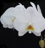 phalaenopsis_1.jpg