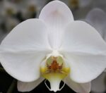 phalaenopsis_2.jpg