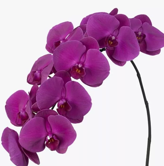 Phalaenopsis Purple Plant - Black Tulip Flowers