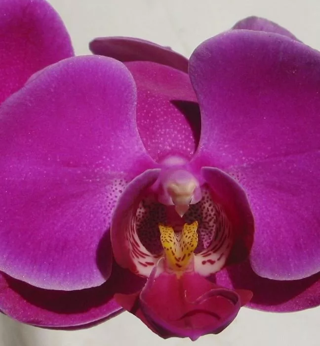 Phalaenopsis Purple Plant - Black Tulip Flowers