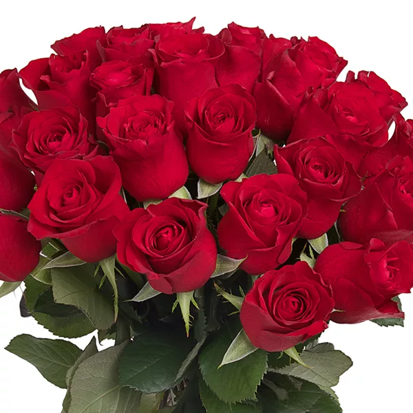red grandeur roses 1 jpg