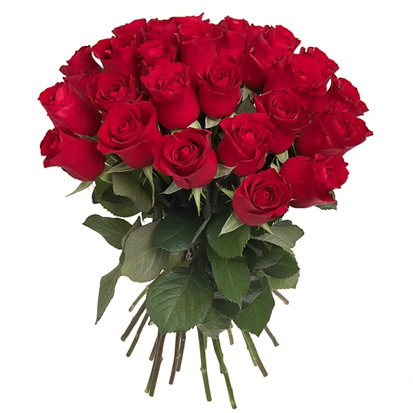 red grandeur roses jpg