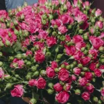 say_it_with_pink_spray_roses_bouquet_2_.jpg