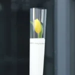 single_tulip_-_mix_color_2.jpg