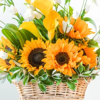 suns in the basket 2 jpg