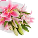 treasured_pink_lilies-1.jpg