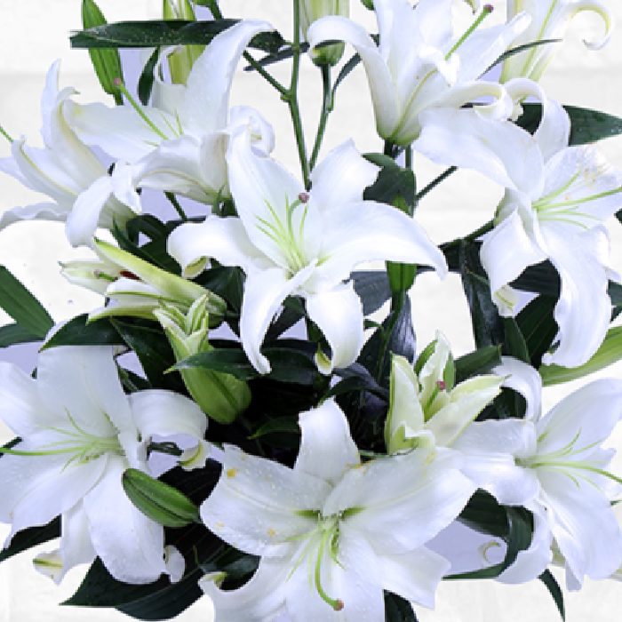 wonderful lilies