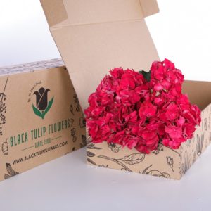 Hydrangea Red